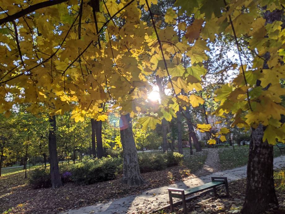 Autumn park pathway with golden foliage and benches under mature trees