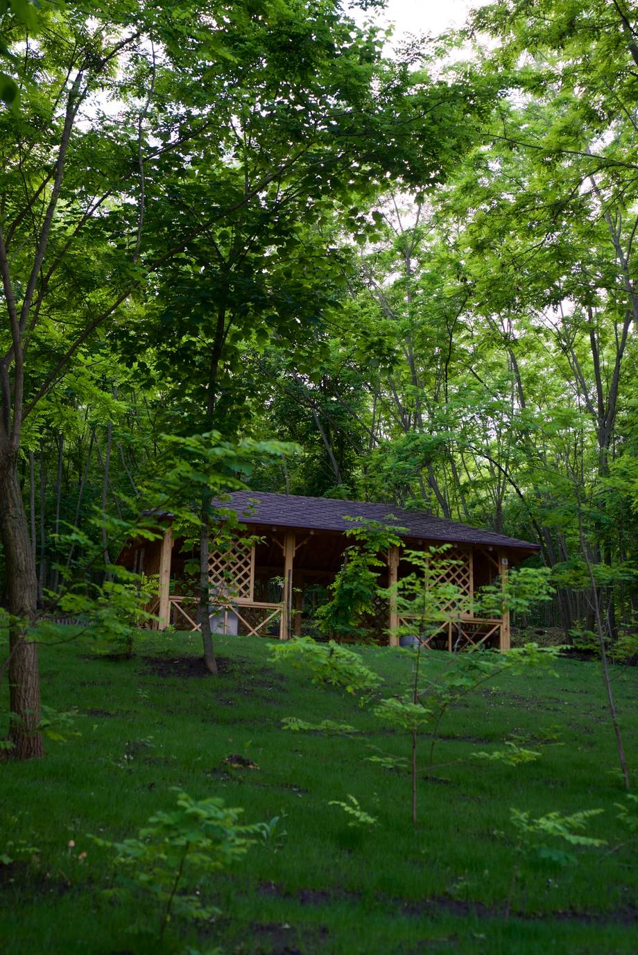 Rustic wooden pavilion nestled in mature forest with natural surroundings