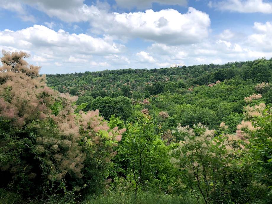 Rolling green hills and mixed forest landscape with natural vegetation
