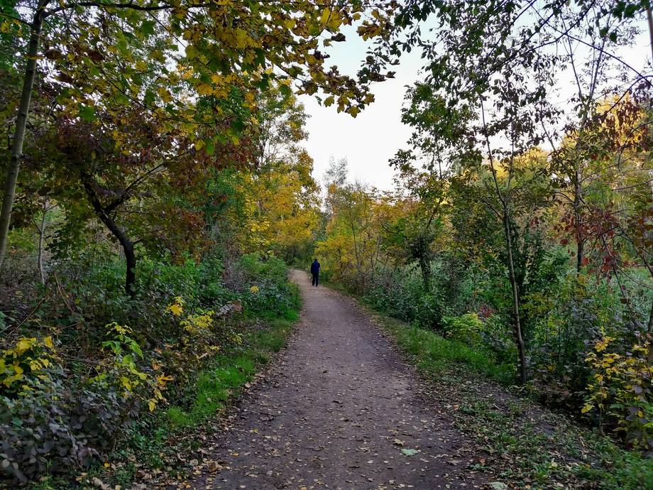 Tree-lined park pathway in autumn with natural overgrown edges