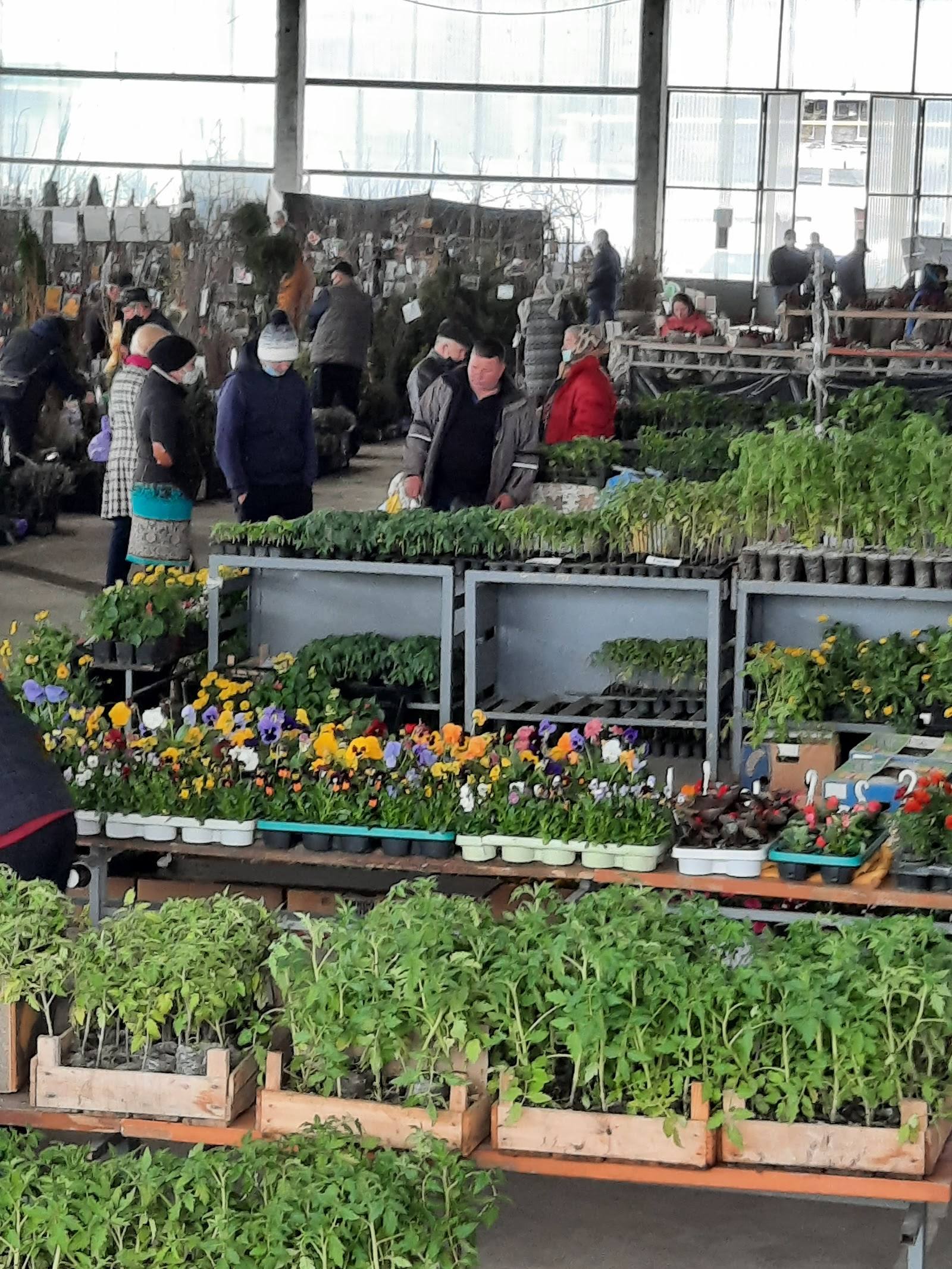 Customers browsing seedlings and potted plants in greenhouse nursery market