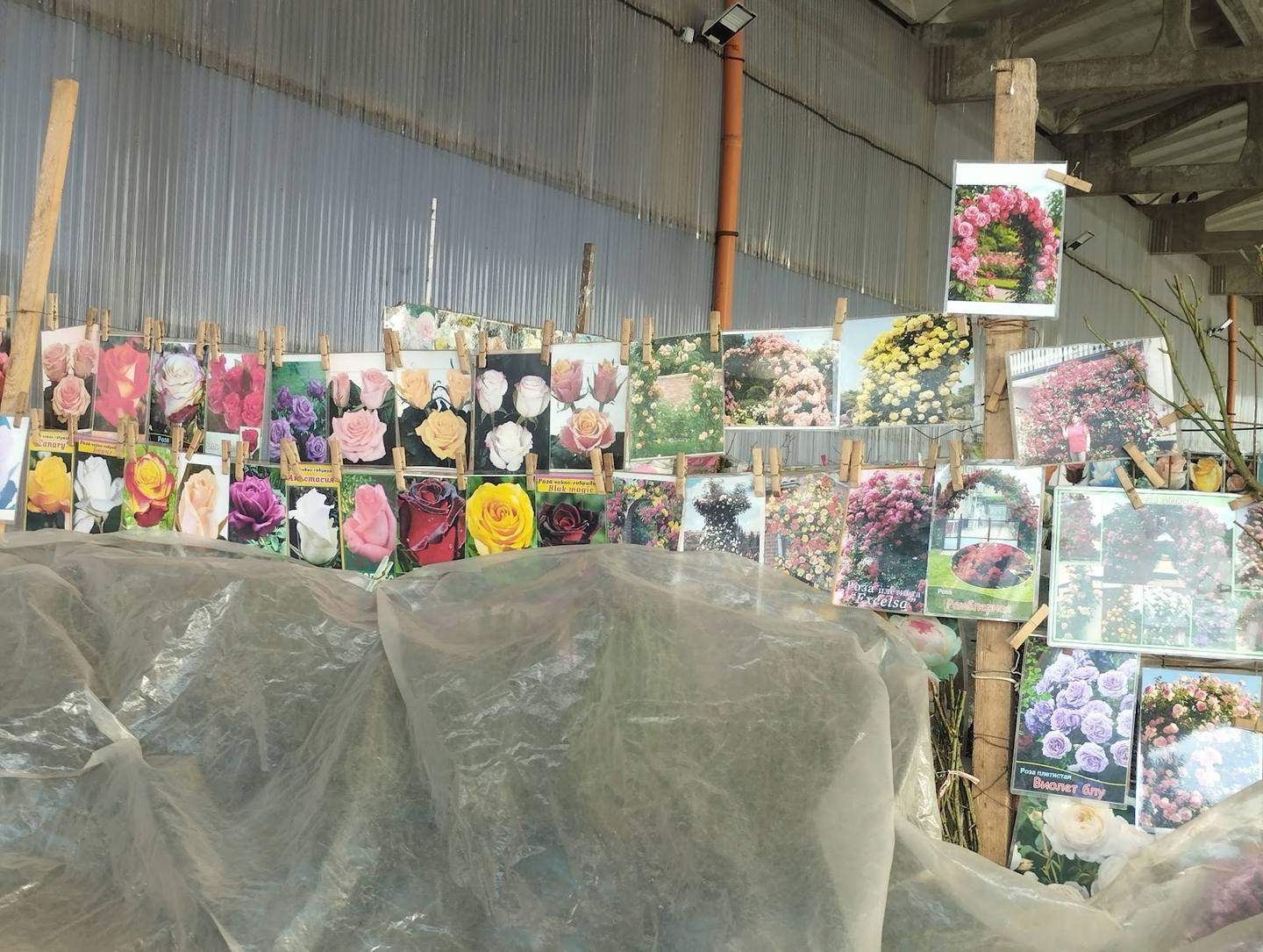 Flower seedlings and plant catalog displays in greenhouse nursery