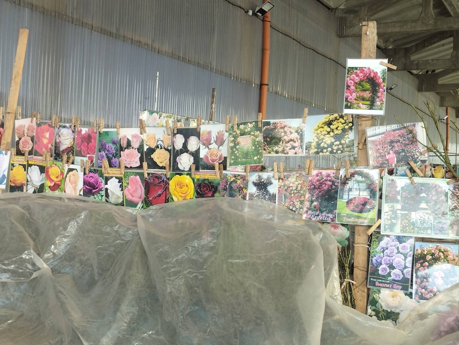 Flower seedlings and plant catalog displays in greenhouse nursery