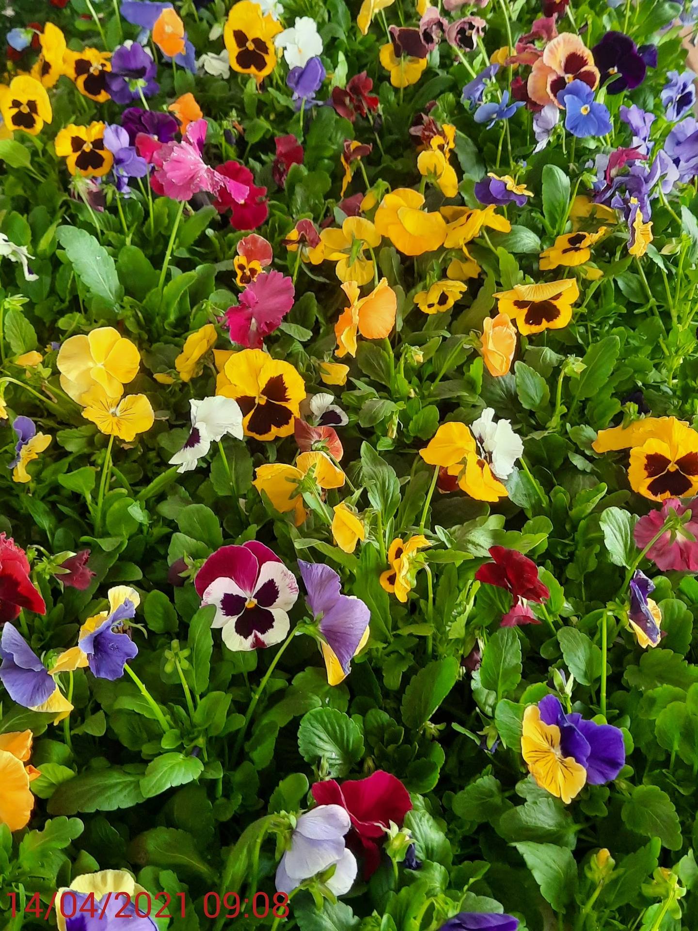 Colorful pansy flower bed with yellow, purple, pink and white blooms