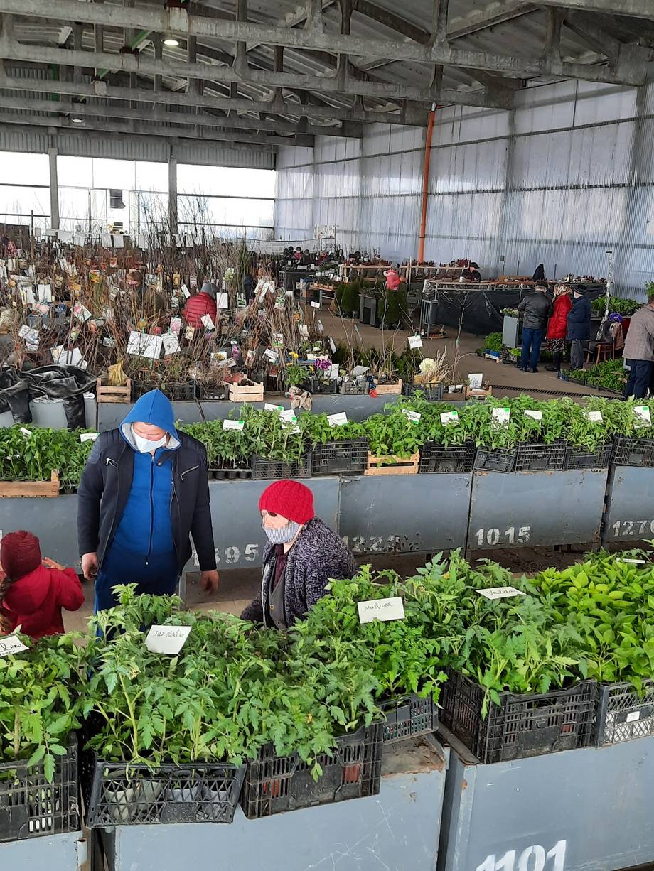 Garden market hall with seedlings and plants on display, visitors shopping