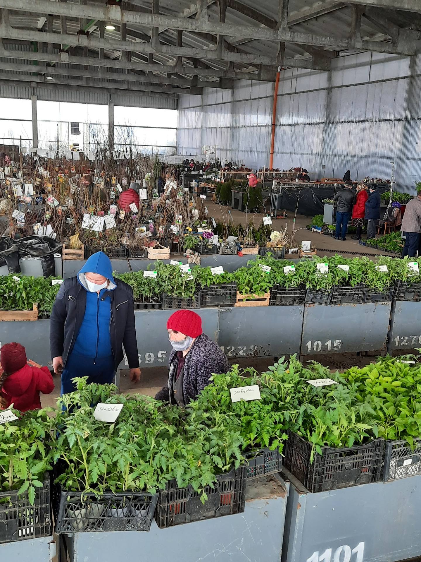Garden market hall with seedlings and plants on display, visitors shopping