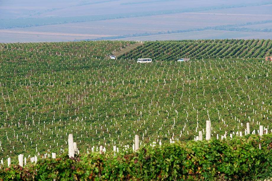 Gitana Winery · Vinăria Țiganca - Premium wine estates in Plopi (photo 3)