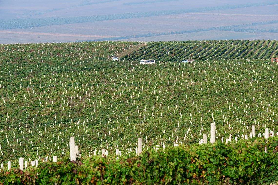 Gitana Winery · Vinăria Țiganca - Premium wine estates in Plopi (photo 3)