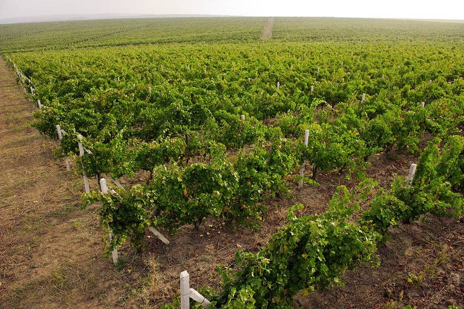 Gitana Winery · Vinăria Țiganca - Premium wine estates in Plopi (photo 4)
