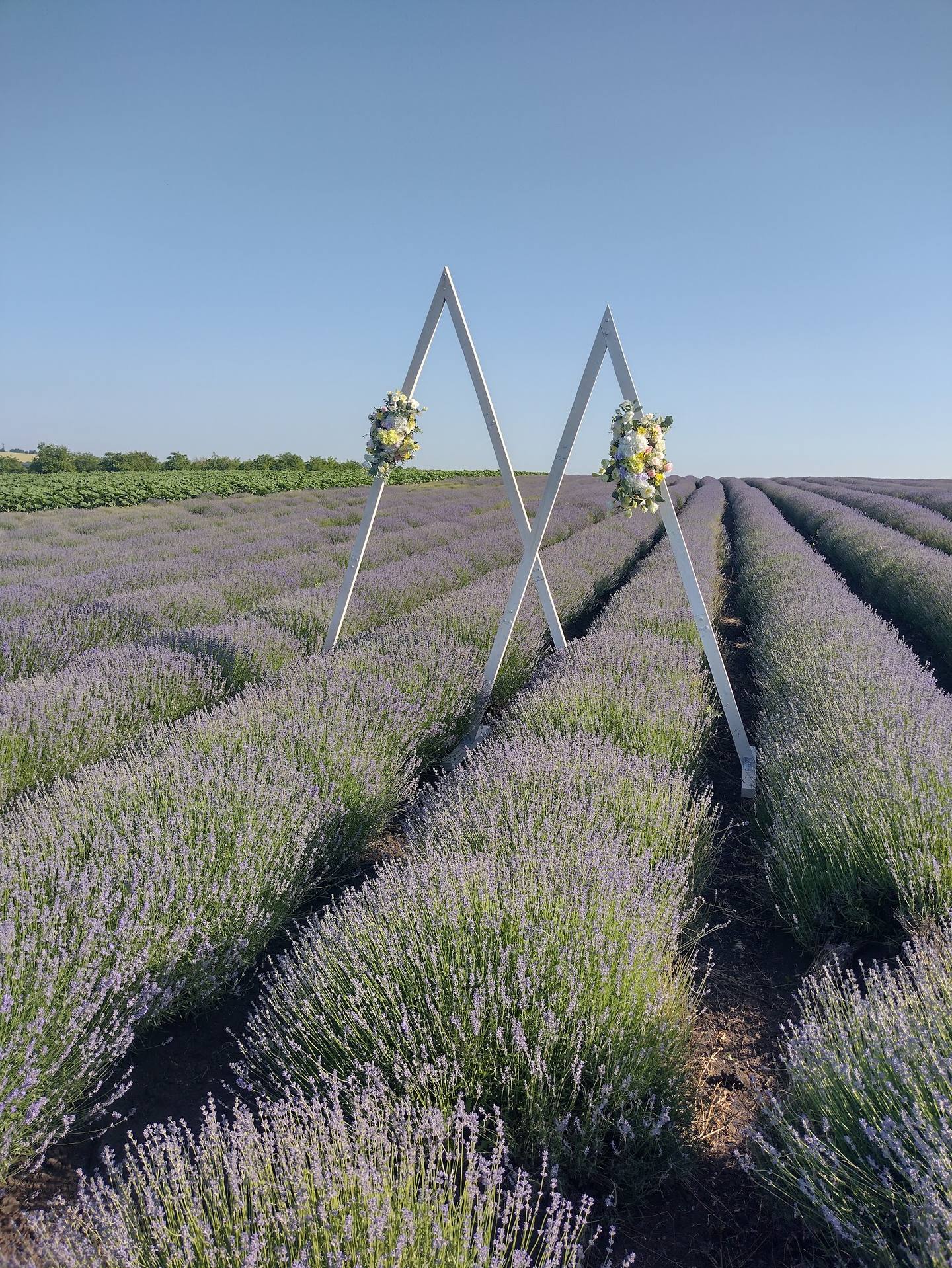 Lavender field with wedding arch decorated with white flowers, clear summer day