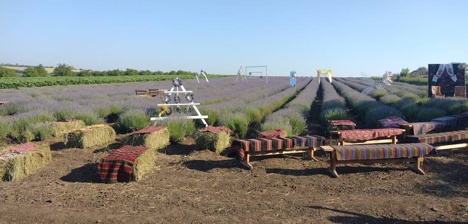 Working vineyard with harvest equipment and rows of vines during late summer