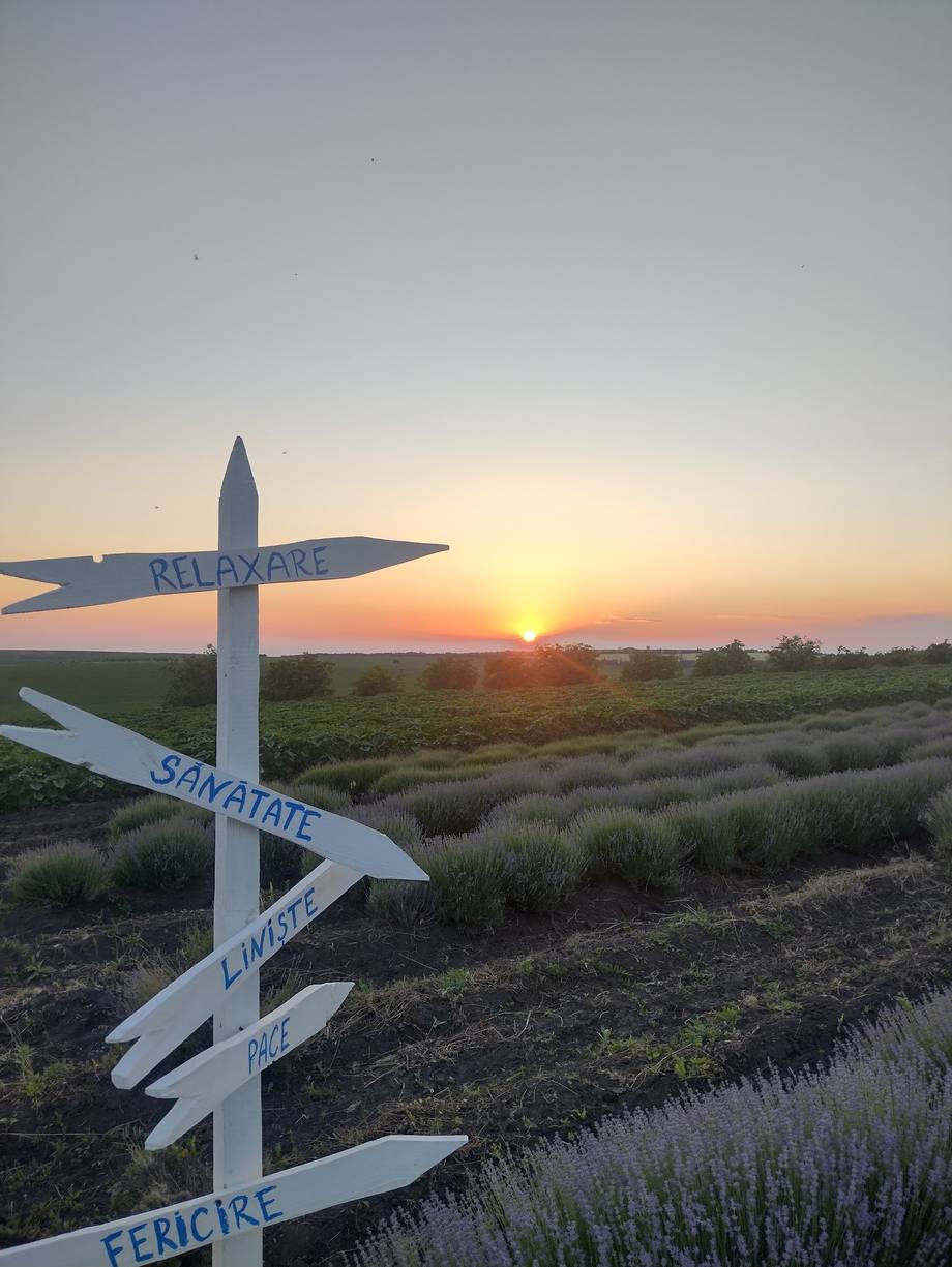 Wooden directional cross at sunset overlooking lavender fields and countryside