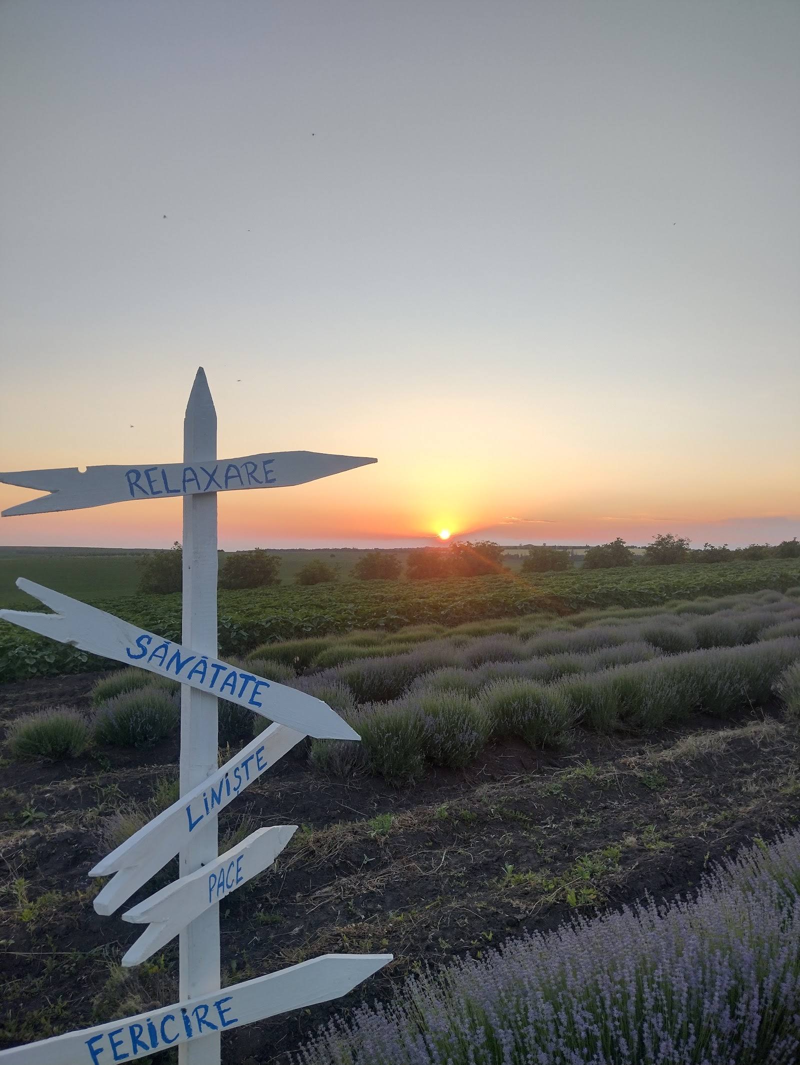 Wooden directional cross at sunset overlooking lavender fields and countryside