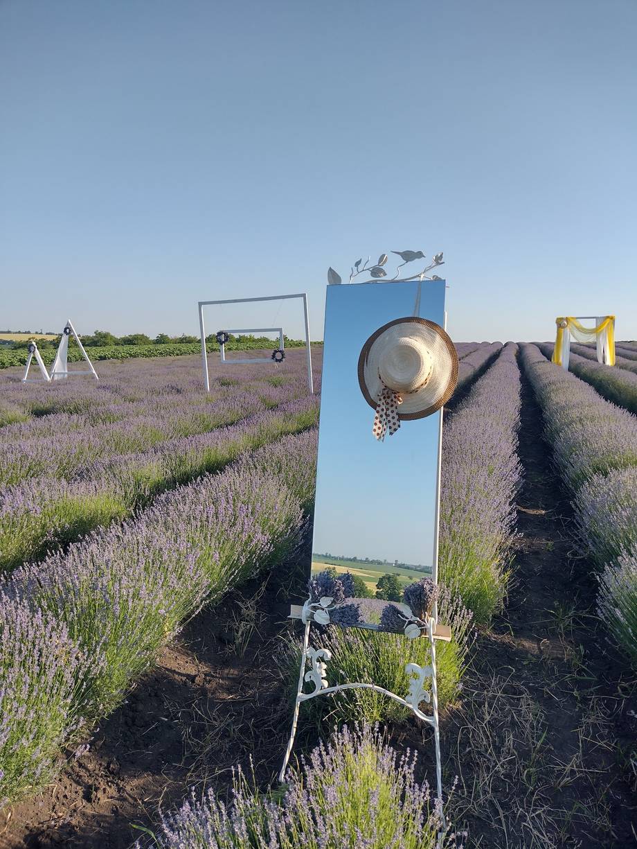 Lavender field with visitor signage and watering infrastructure