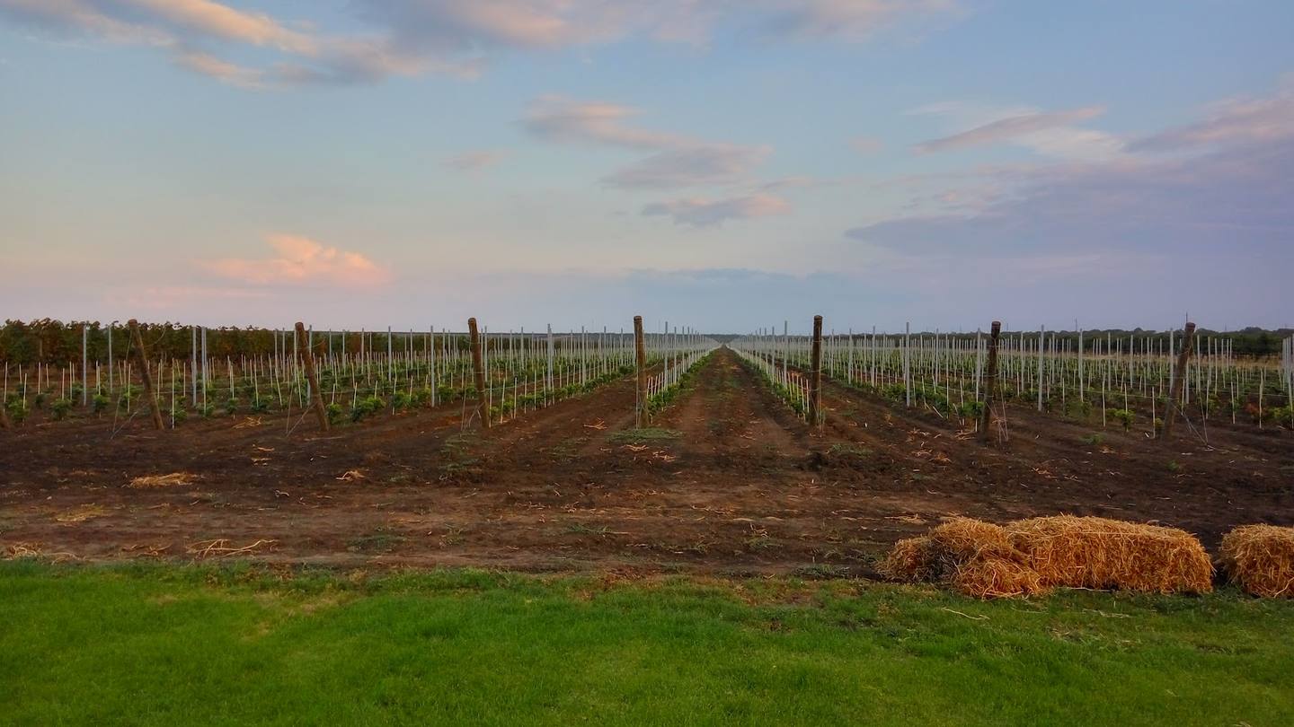 Young vineyard rows with support structures in Moldova countryside