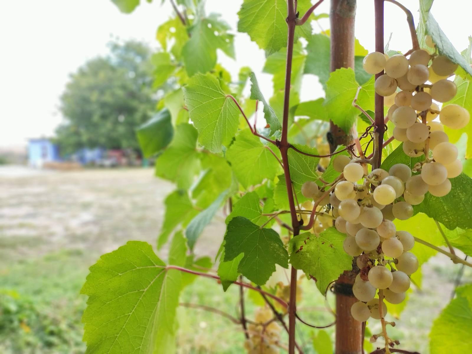 White grape clusters on vine with vineyard field in background