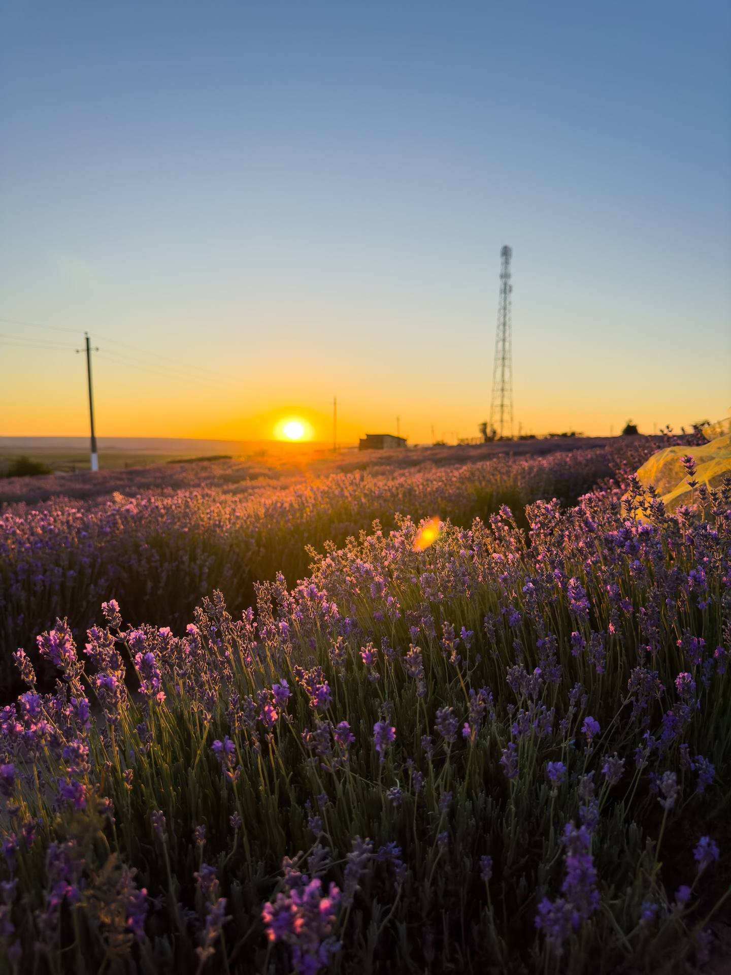 Lavender field at sunset with communication tower on the horizon