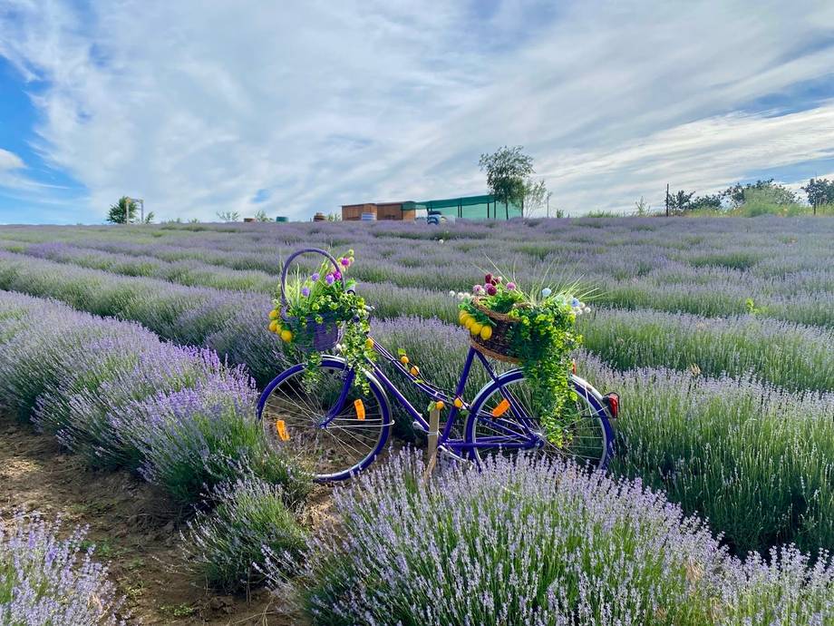 Bicycle with flowers among blooming lavender fields on a sunny day