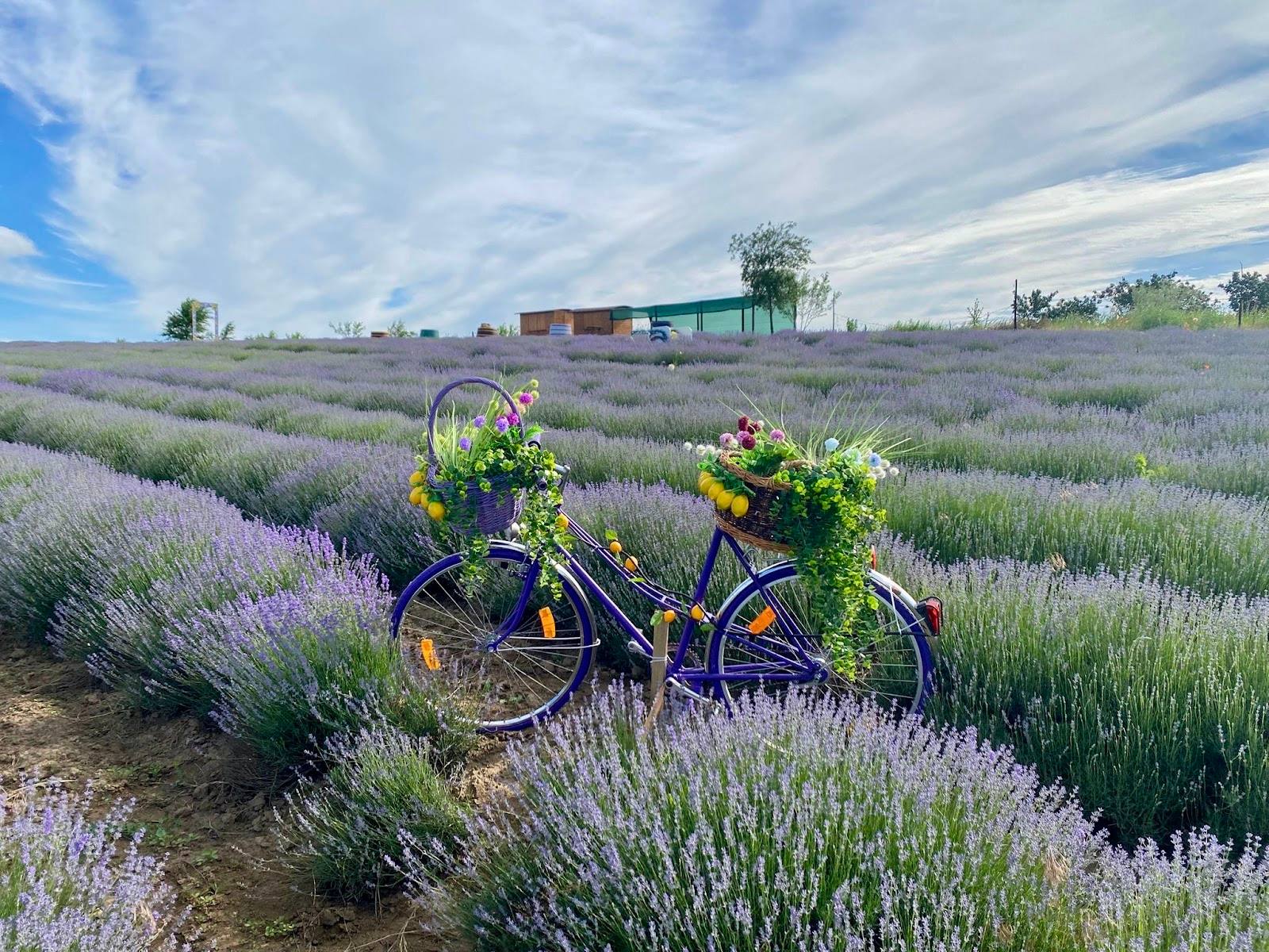Bicycle with flowers among blooming lavender fields on a sunny day