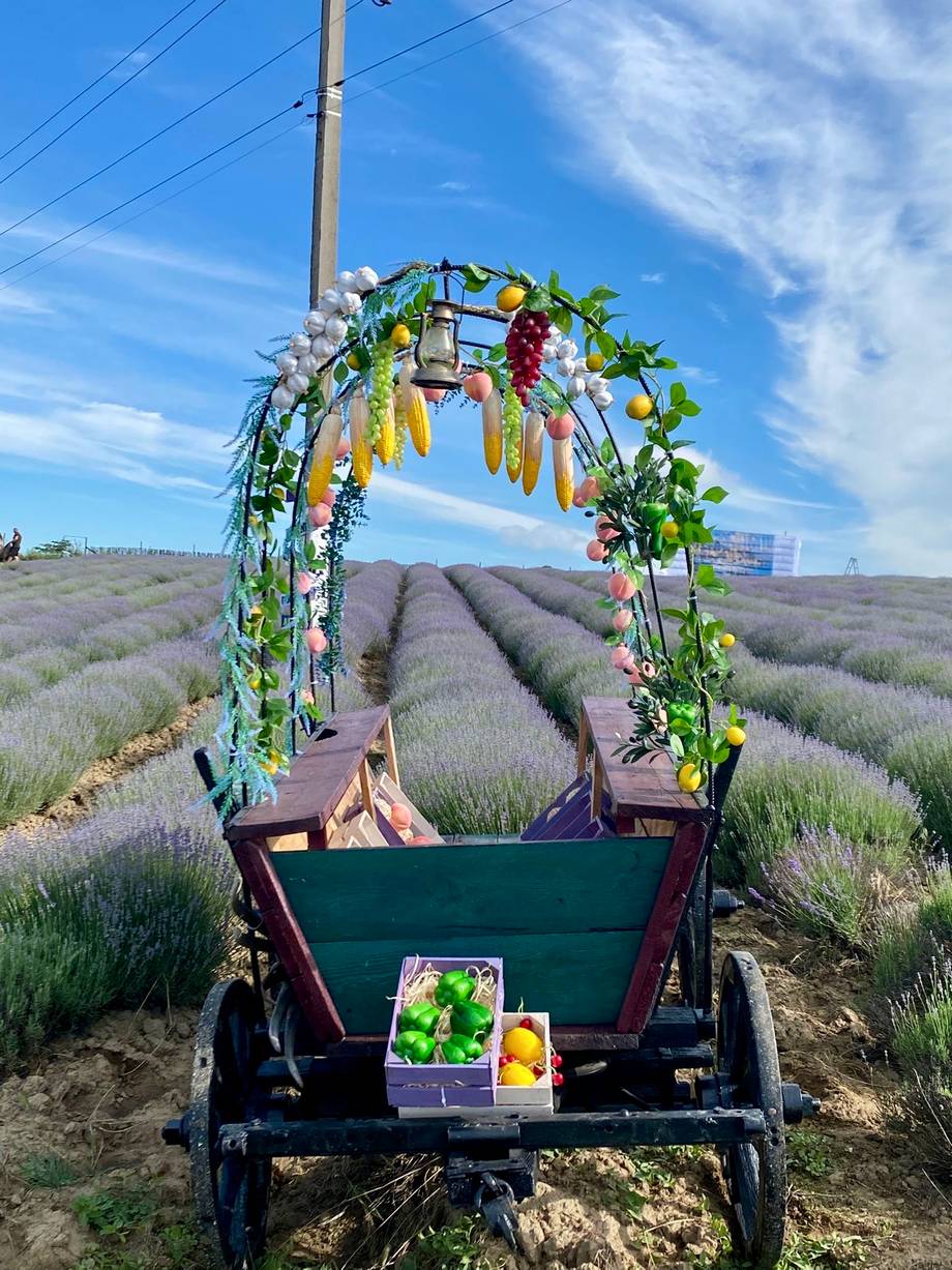 Decorated horse-drawn carriage in flowering lavender field under open sky