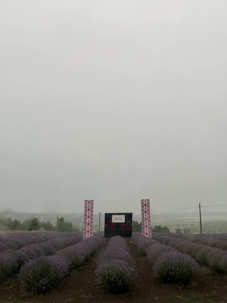 Lavender field entrance with decorative archway and agritourism gateway