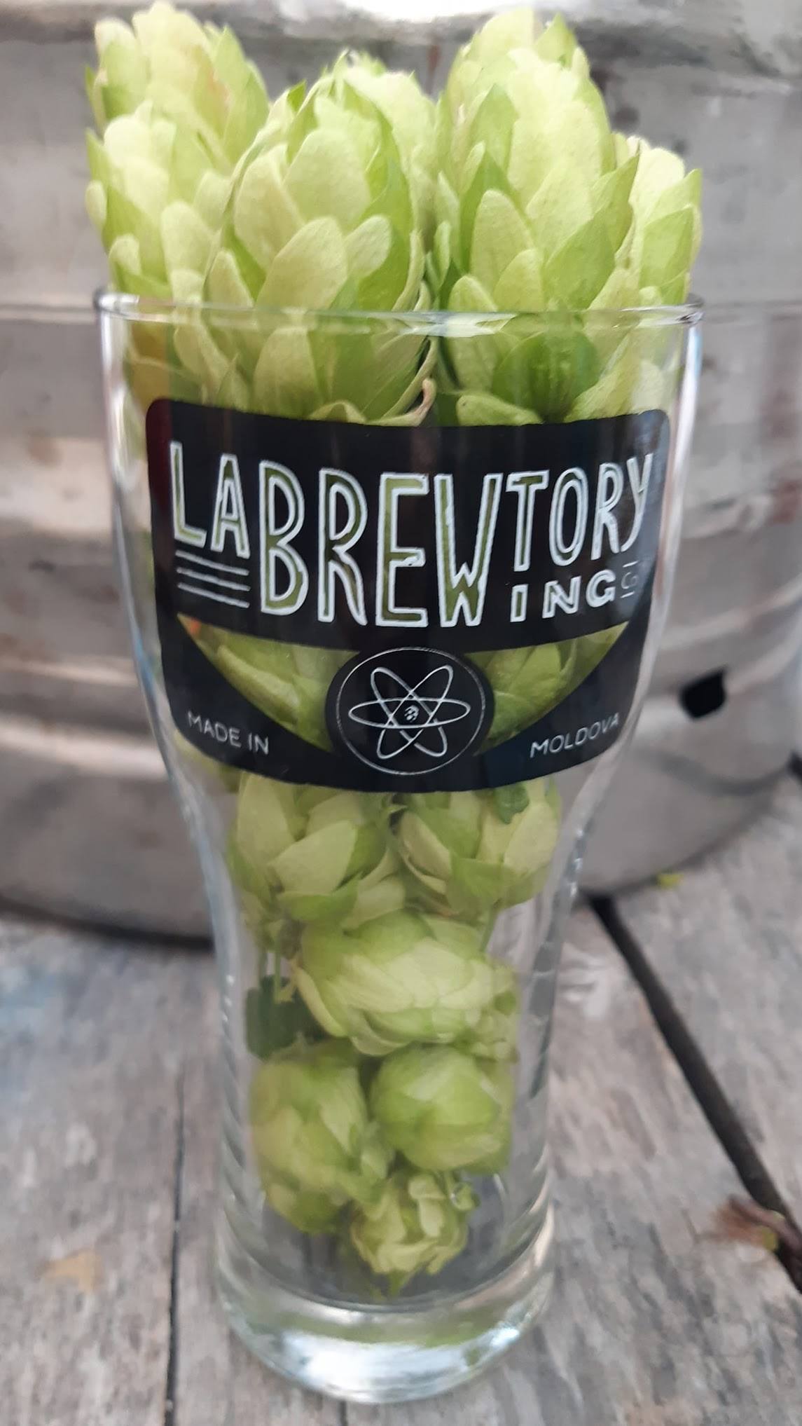 Fresh hop cones in branded Labrewitory glass, Moldova craft brewery