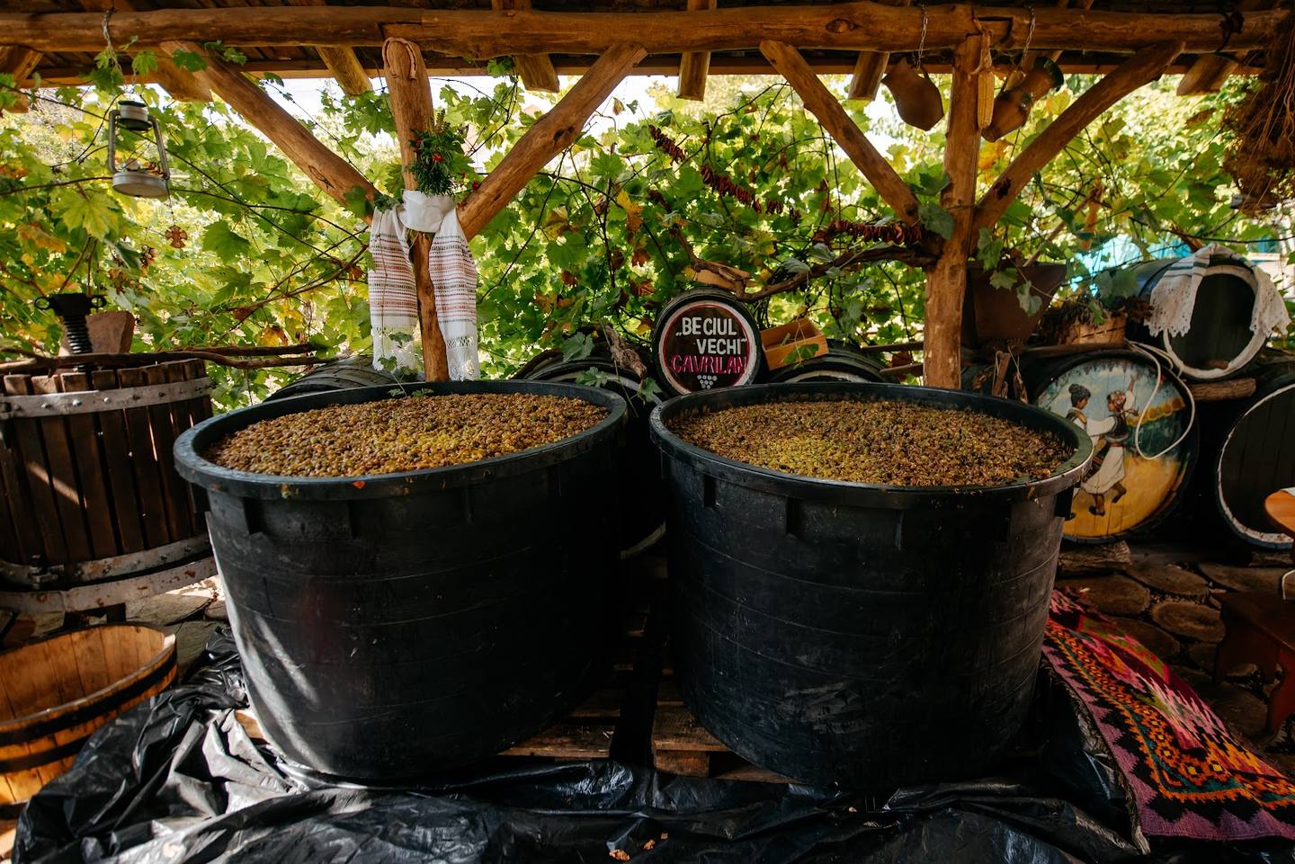 Traditional wine production with large fermentation vessels under wooden pergola