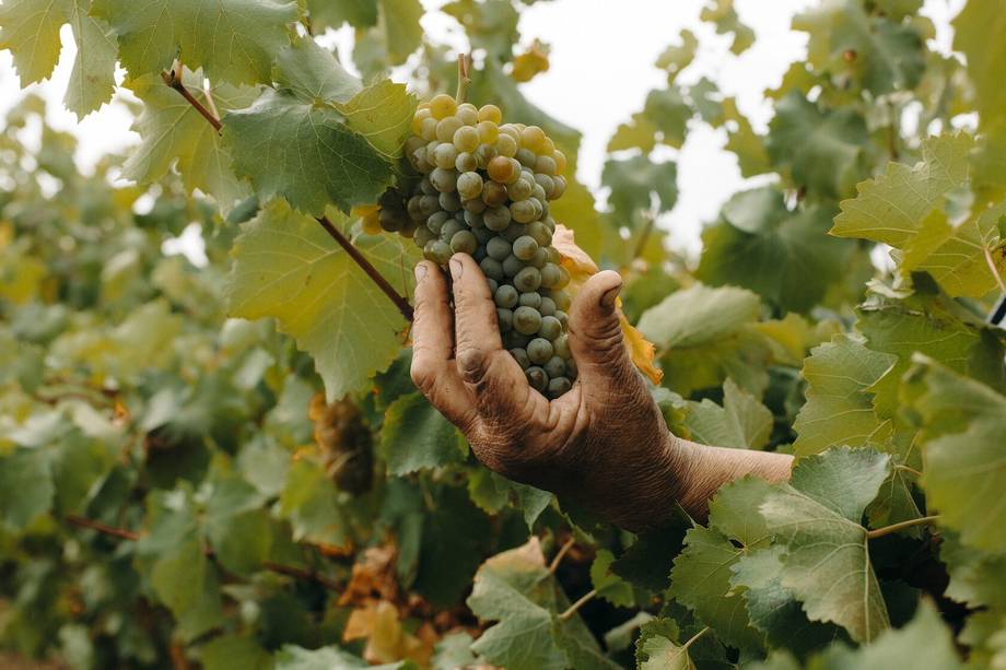 Te Wā Wines - Бутиковые винодельни, Talmaza (фото 2)