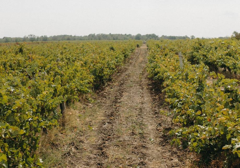 Te Wā Wines - Бутиковые винодельни, Talmaza (фото 3)