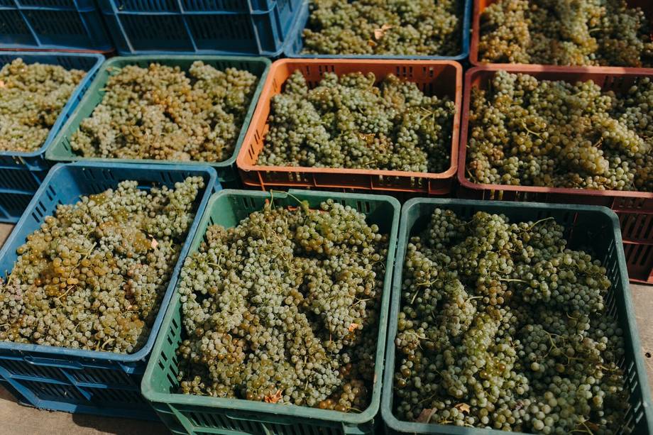 Te Wā Wines - Бутиковые винодельни, Talmaza (фото 4)