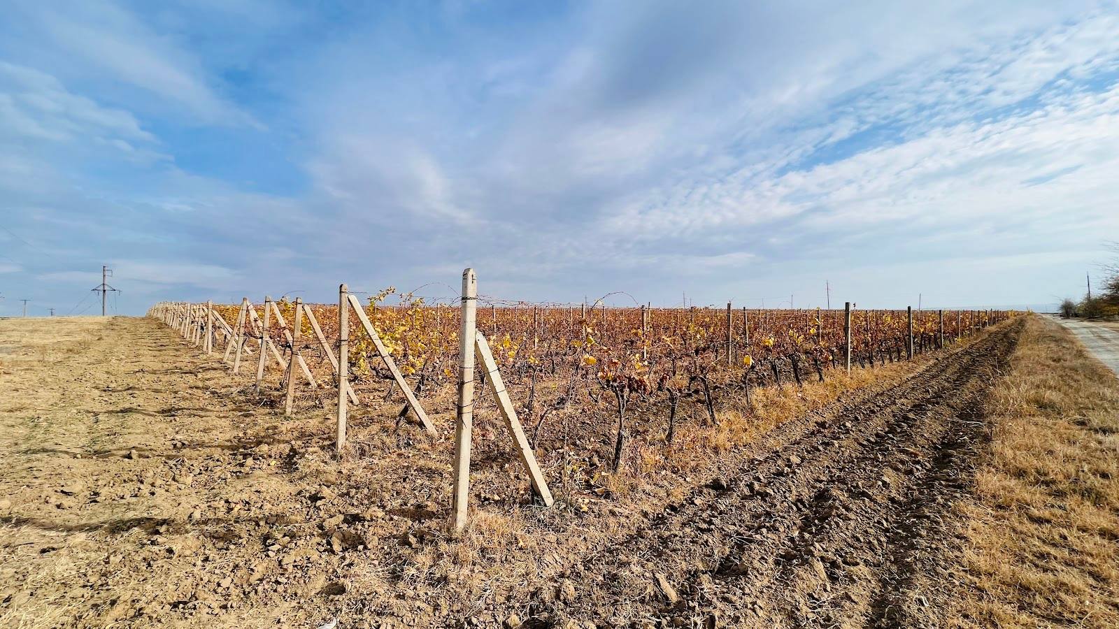 Early spring vineyard with wooden support structures and pruned vines ready for new growth