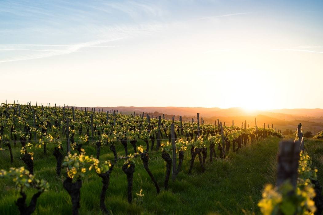 Vineyard rows at golden hour with grapevines in full growth