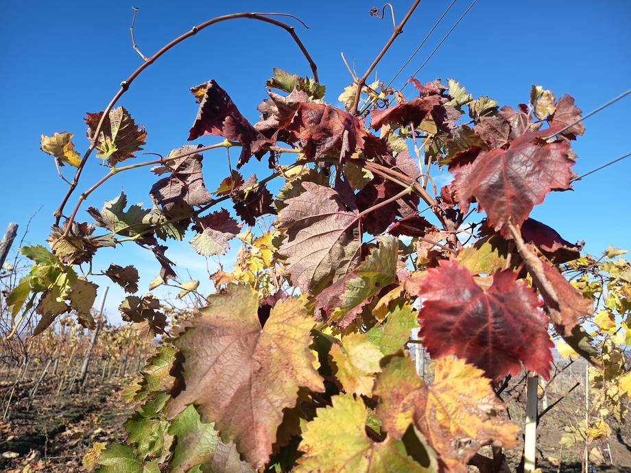Autumn grapevine foliage in shades of red and gold in a Moldova vineyard