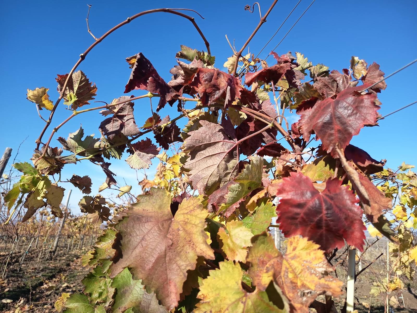 Autumn grapevine foliage in shades of red and gold in a Moldova vineyard