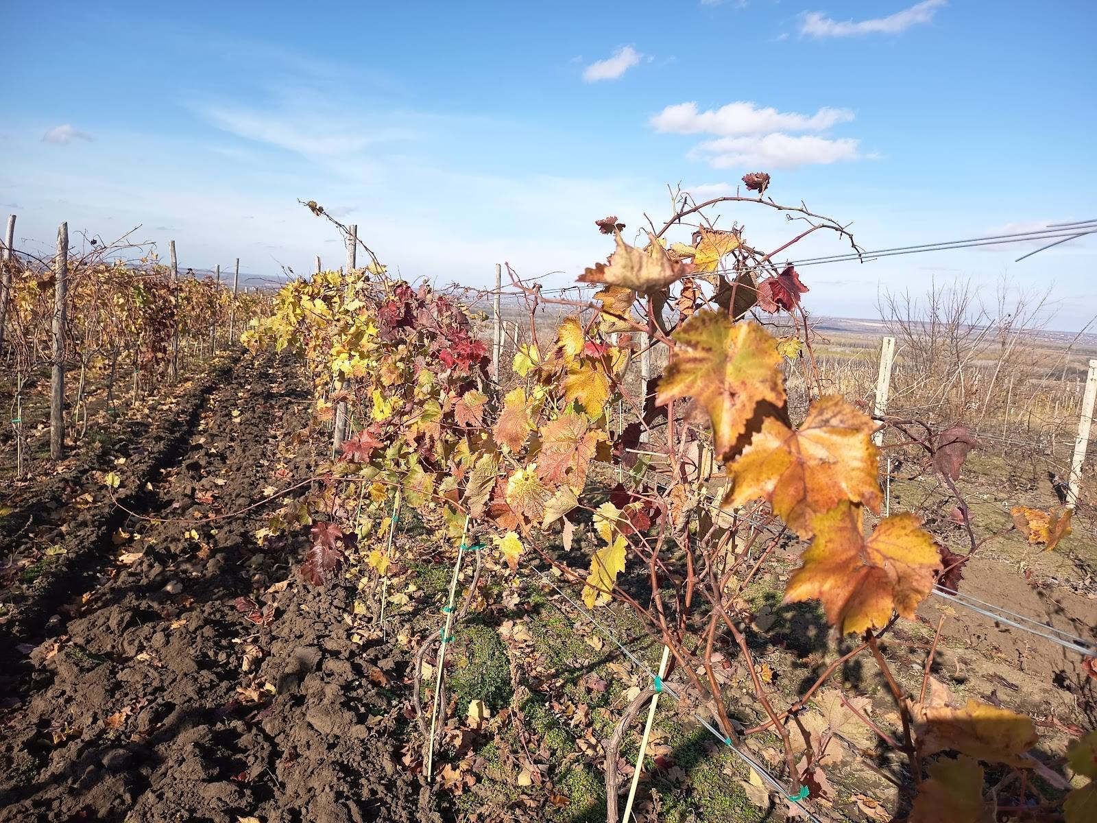 Autumn grapevines with golden foliage in Moldova vineyard, rows extending into distance