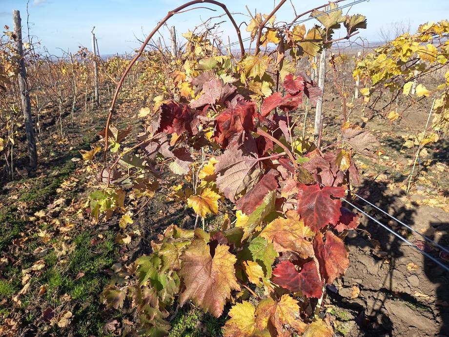 Autumn vineyard rows with red and golden grapevines in full seasonal color change