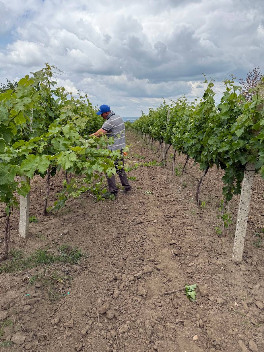 Worker tending grapevines in a Moldova vineyard during harvest season