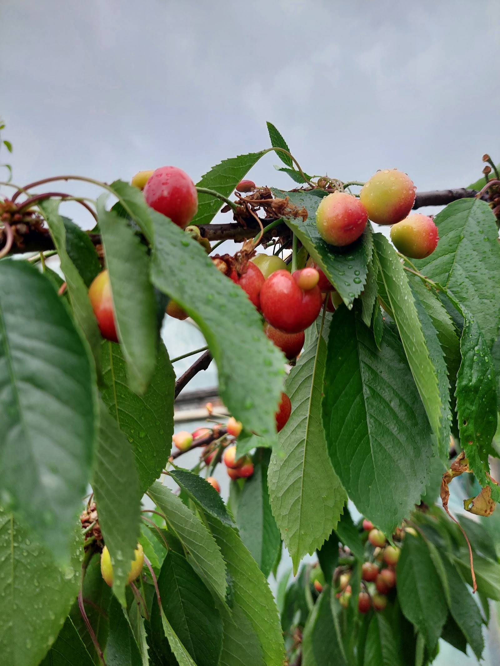 Cherry or berry tree branch with ripe red fruit and green foliage