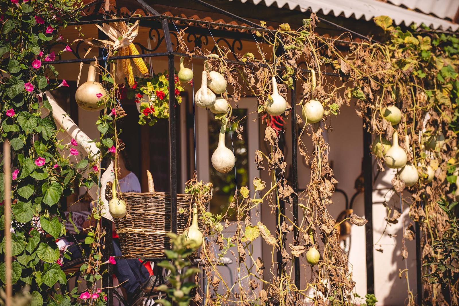 Hanging gourds and flowering vines on rustic pergola structure
