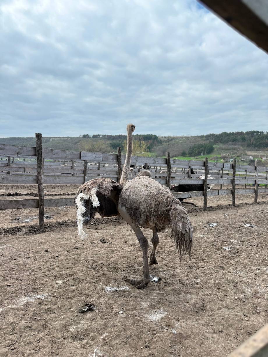 Ferma de struți Baccealia - Family farm in Baccealia (photo 2)