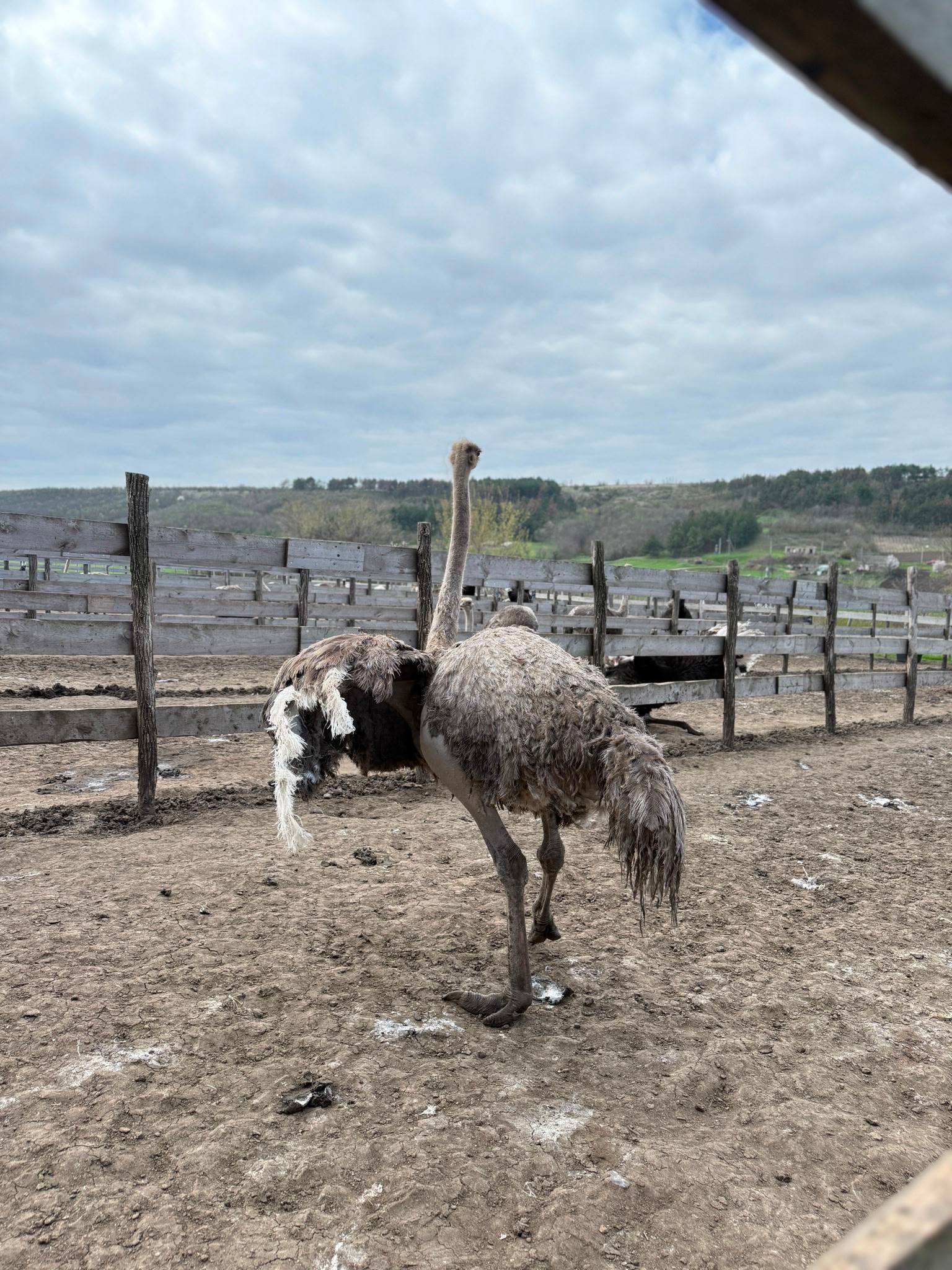 Ferma de struți Baccealia - Family farm in Baccealia (photo 2)