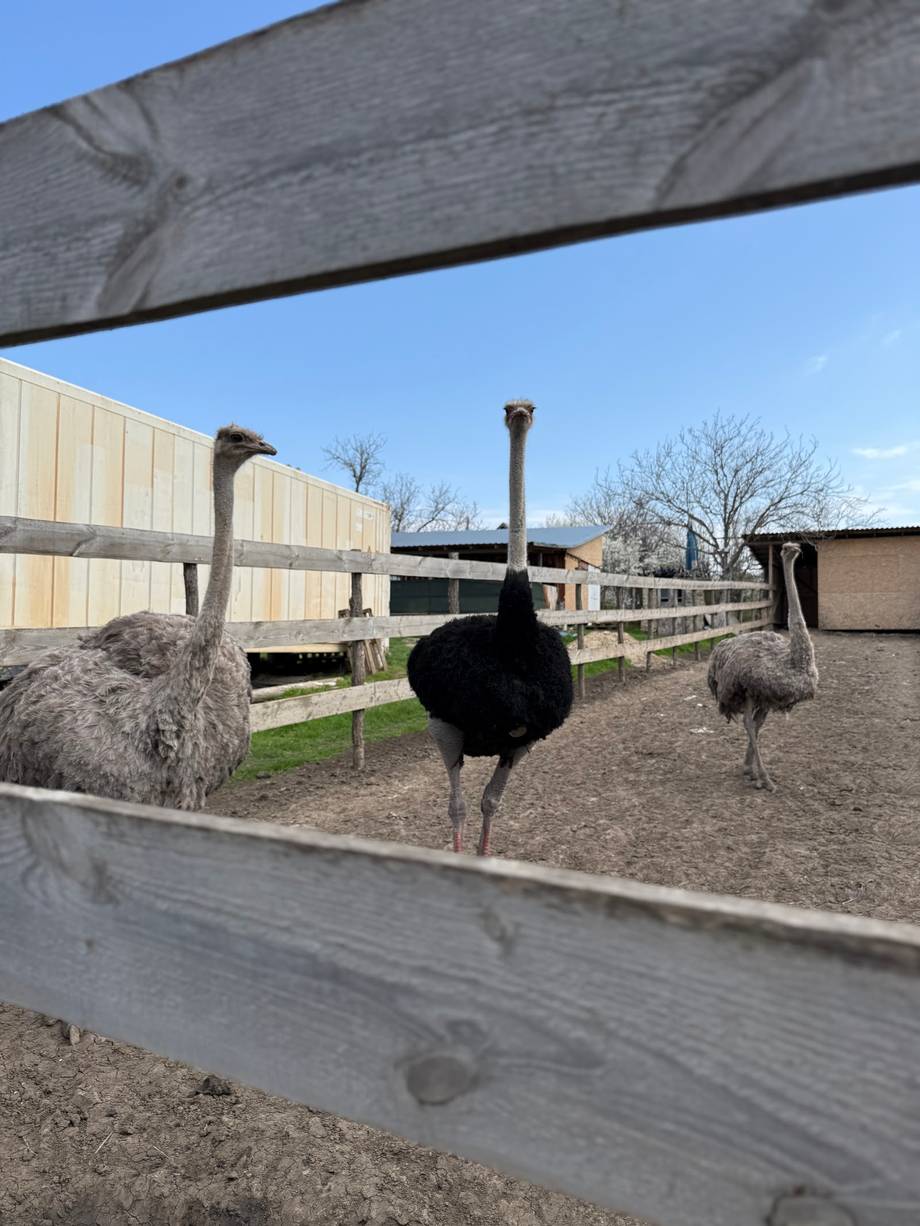 Ferma de struți Baccealia - Family farm in Baccealia (photo 3)