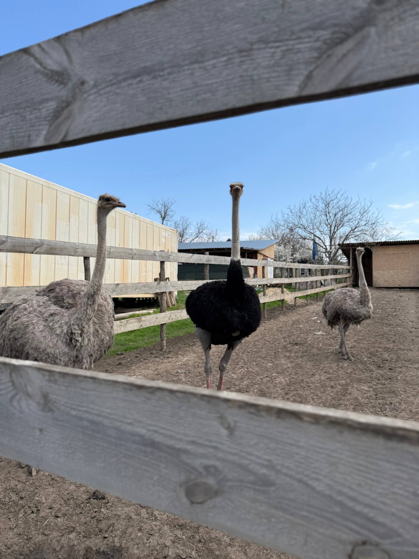 Ferma de struți Baccealia - Family farm in Baccealia (photo 3)