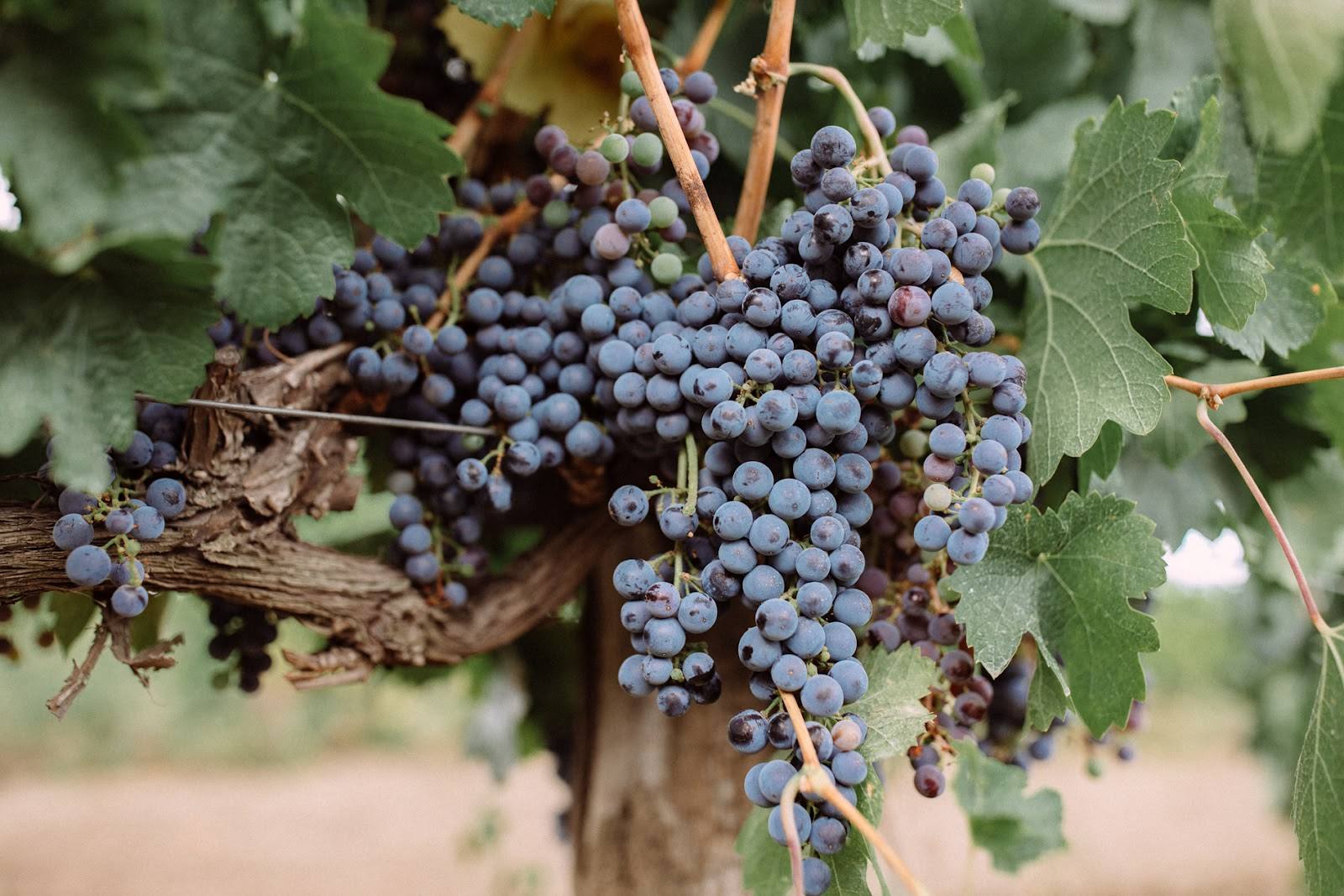 Ripe dark grape clusters on mature vineyard vines with green foliage