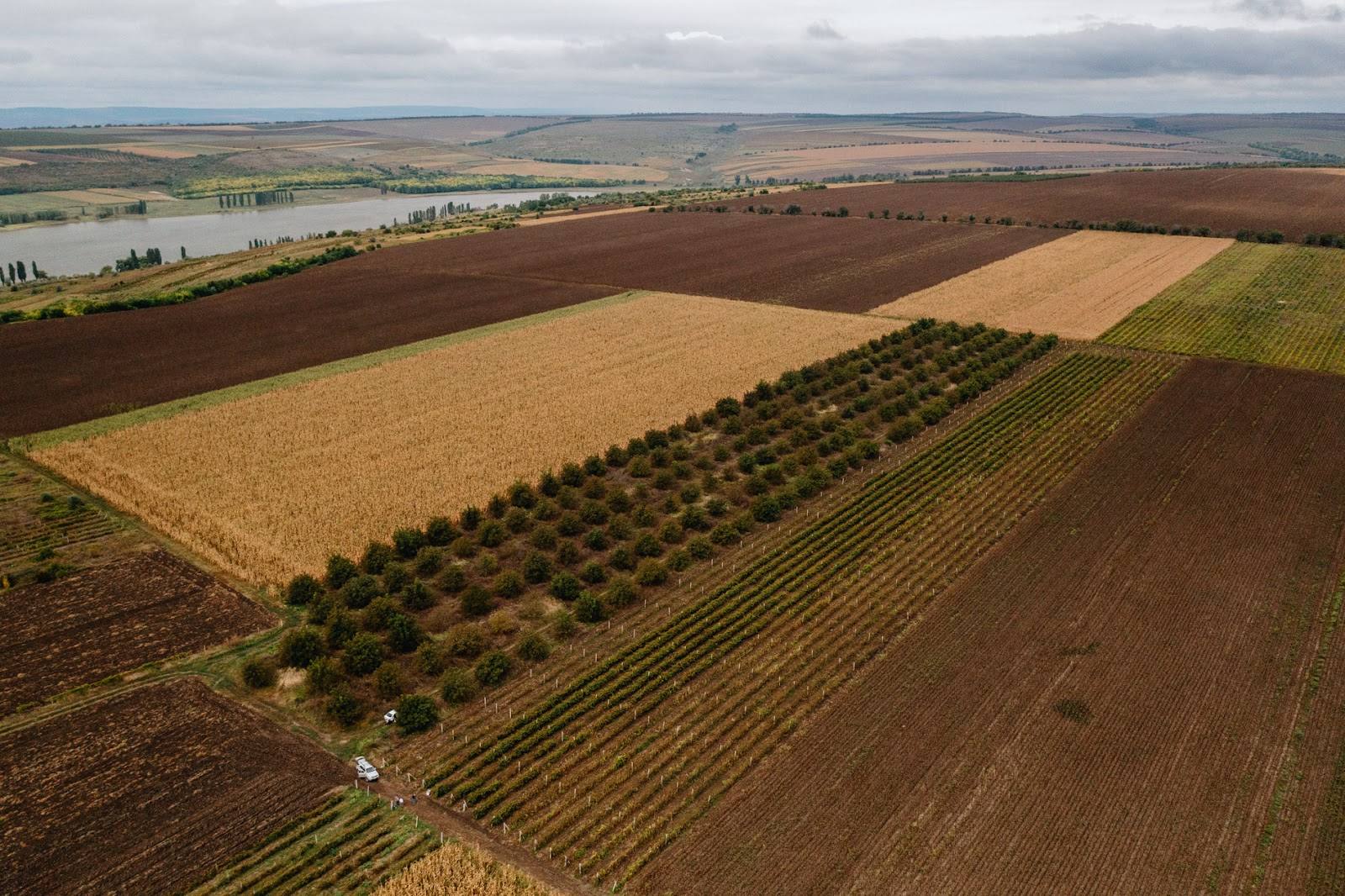 Aerial view of vineyard rows and agricultural fields in Moldova countryside