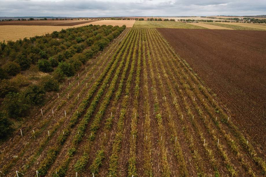 Aerial view of vineyard rows with forested boundary and agricultural fields