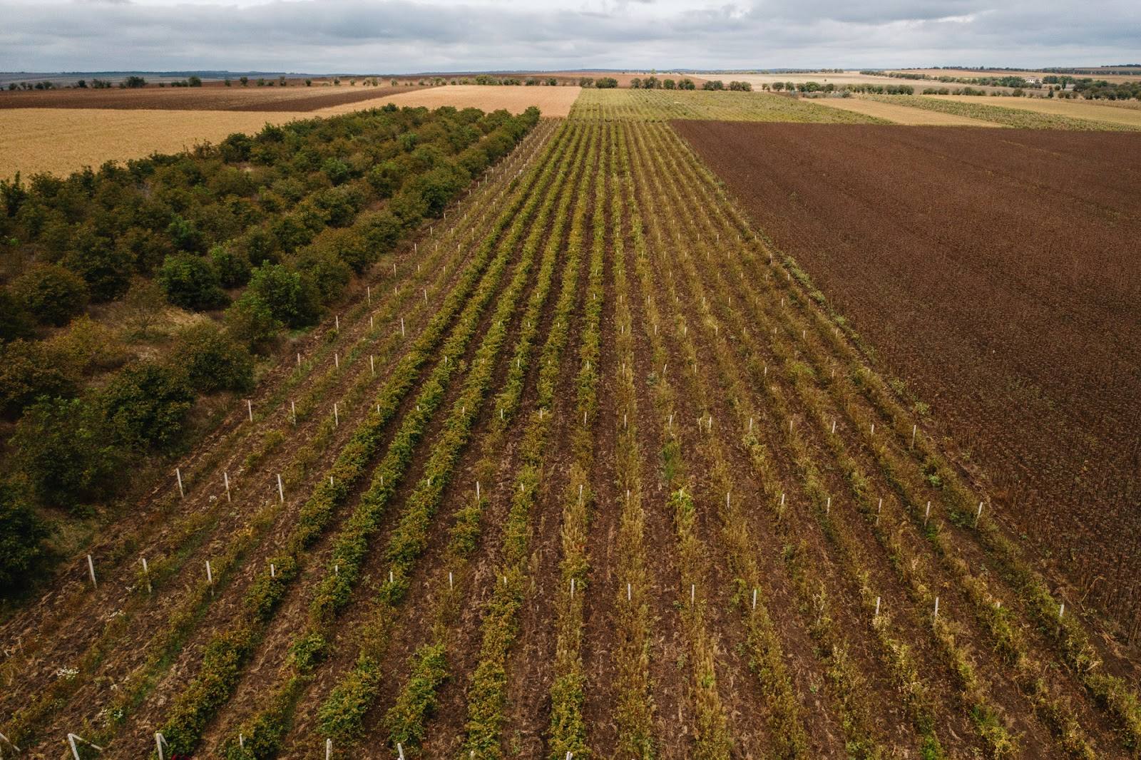 Aerial view of vineyard rows with forested boundary and agricultural fields