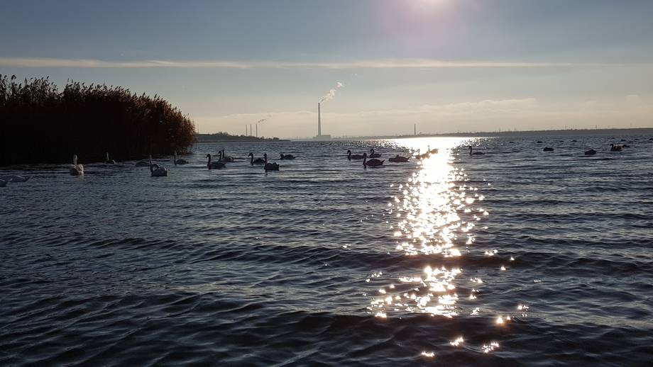 Lacul Cuciurgan - Birdwatching în Dnestrovsc (foto 4)