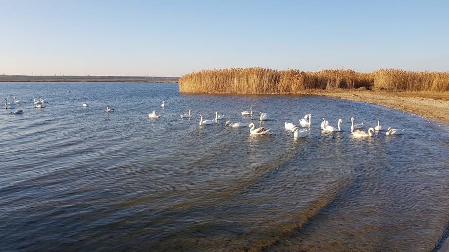 Lacul Cuciurgan - Birdwatching în Dnestrovsc (foto 5)