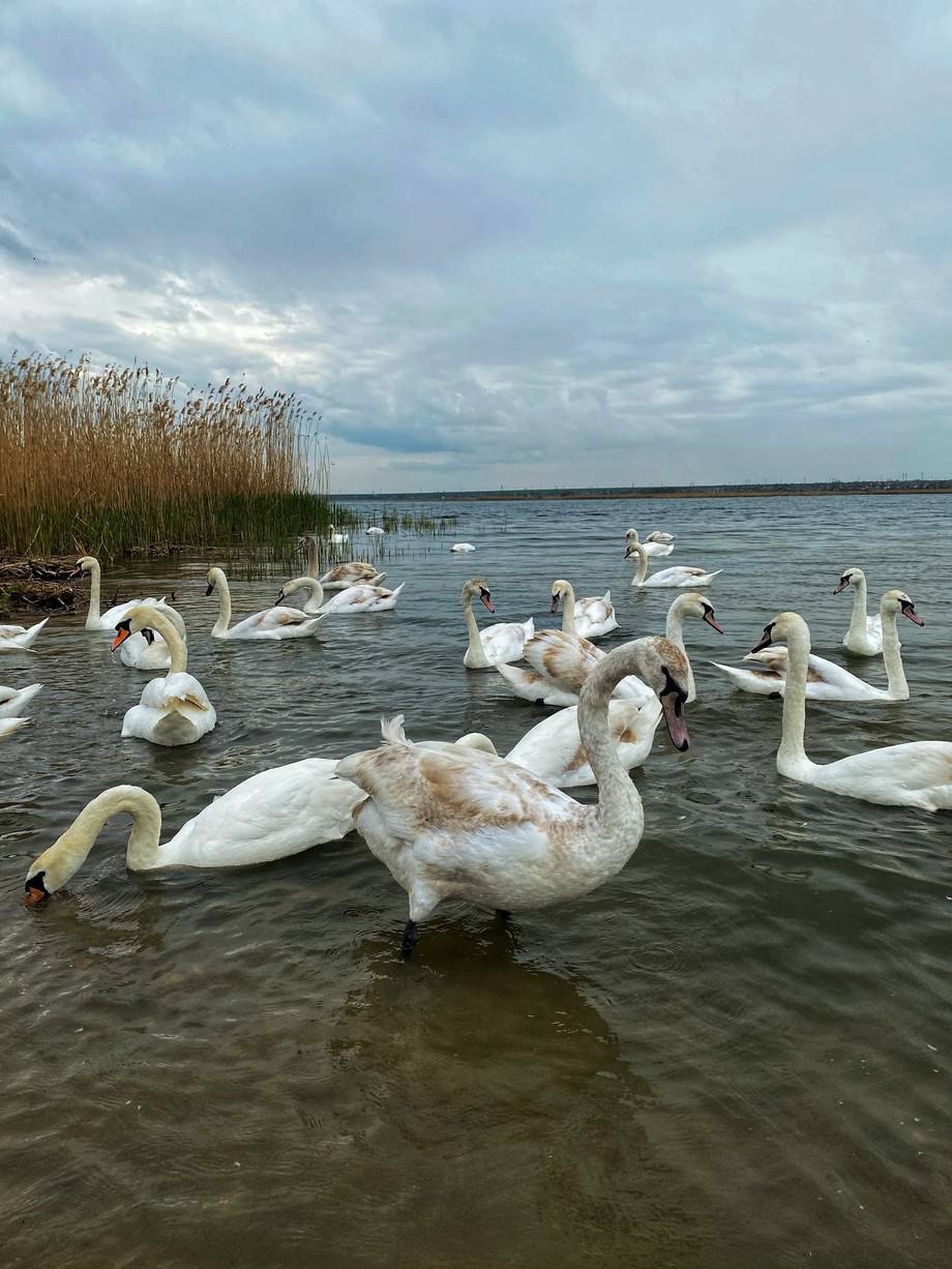 Lacul Cuciurgan - Birdwatching în Dnestrovsc (foto 6)